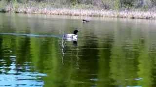 Escapeaway Loon