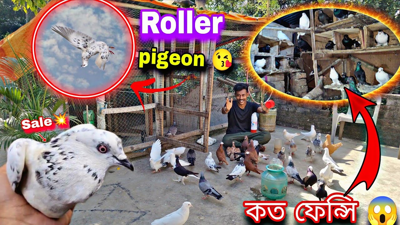 এই বাড়িতে কত ফ্যান্সি কবুতর 😱Roller পায়রাটা Osm😱#myworld #petsvlog 