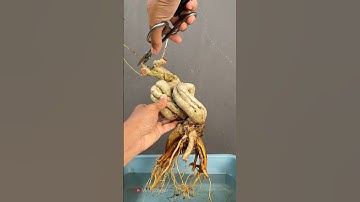 WAKE UP THE SLEEPING SNAKE