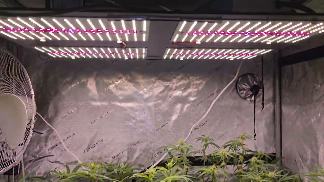 Day 22 of flower in the 4x4 bed | The Schwazze Tek visual update | Super cropping examples