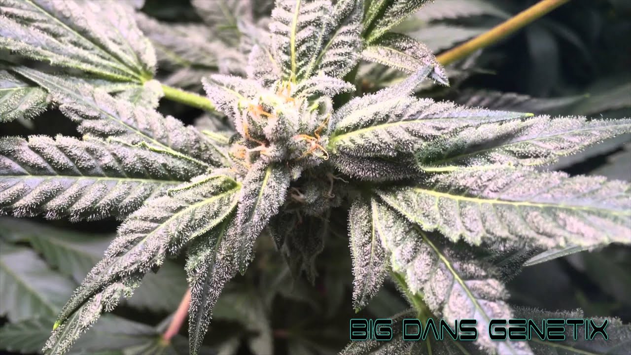 Breeding room with Cookie Monster in 4k ULTRA HD