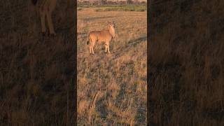Working with wildlife in South Africa. Beautiful Eland bull safely relocated countrymusic