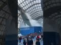 Aquarium accident 水族館の事故 #shorts