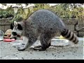 🐹 Chipmunks Squirrels 🦝 Raccoons eating fun Video TV for Cats and Dogs to watch. Chipmunk fight.