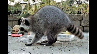 Chipmunks Squirrels  Raccoons eating fun Video TV for Cats and Dogs to watch. Chipmunk fight.