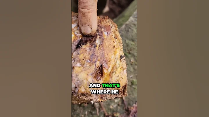 Dan Hurd Gold Quartz Vein Samples