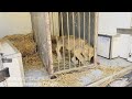 Pogledajte kako izgleda mladunče lava pronađeno na putu kod Subotice (VIDEO)