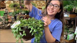 Hoya Peduncles at Lowes! Big Box Store Plant Tours/Shopping! | Vlog 3