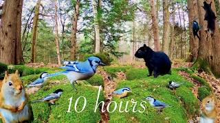 10-hour Cat TV: Chipmunks, Squirrels and Blue Jays in a beautiful Forest 4K
