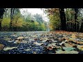 10 minutes of Rain on Leaves Sounds for Relaxation, Focus or Deep Sleep