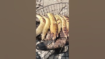 Trời ơi, nướng mồi chín rồi mà kêu bia mà bả nói yêu đương cá chạch nướng, cá lóc nướng chín rồi.