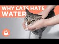 Why Does My CAT HATE WATER? 🙀🚿 (4 Reasons)