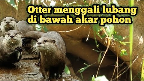 Otter menggali lubang di bawah akar pohon ||sero.