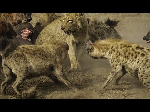 top movies on netflix lions vs hyenas الأسود مقابل الضباع
