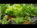 Harvesting organic monsoon vegetables in my mini backyard