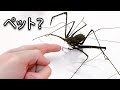 ペットのエイリアン(みたいなもの)を手に入れた