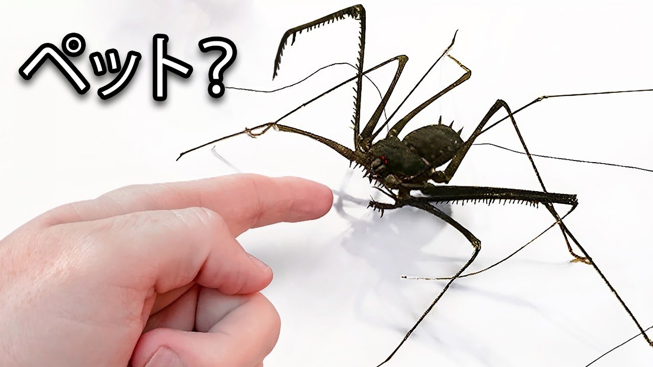 ペットのエイリアン(みたいなもの)を手に入れた