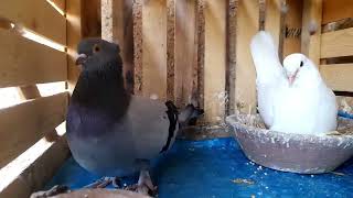 إطعام زغاليل الحمام/2023حمامة يا حمامة/  pigeon Breeding - Pigeon with Dove will it be a pair 1