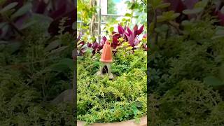 miniature temple setup in plants for decoration ❤️ #shorts #shortsfeed #terracegarden