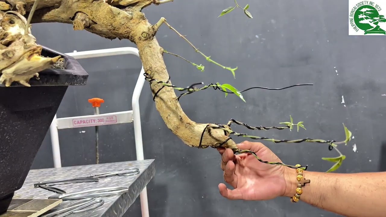 Art'bonsai101 vlog#94 part 4, 1st, workshop full cascade tugas, -#bonsai #tutorial 🫡🙇🏻‍♂️🫶🏼💚🌳🇵🇭