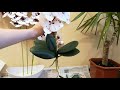 Как посадить искусственную орхидею в кашпо. Продолжение