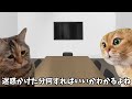 【寝坊編】ホモビデオ制作会社アルバイトの日常 #猫ミーム #猫マニ