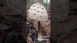 Природна медитація #медитація #асмр #asmr #природа #nature #гриб #листя #осінь #vibes  #mushroom