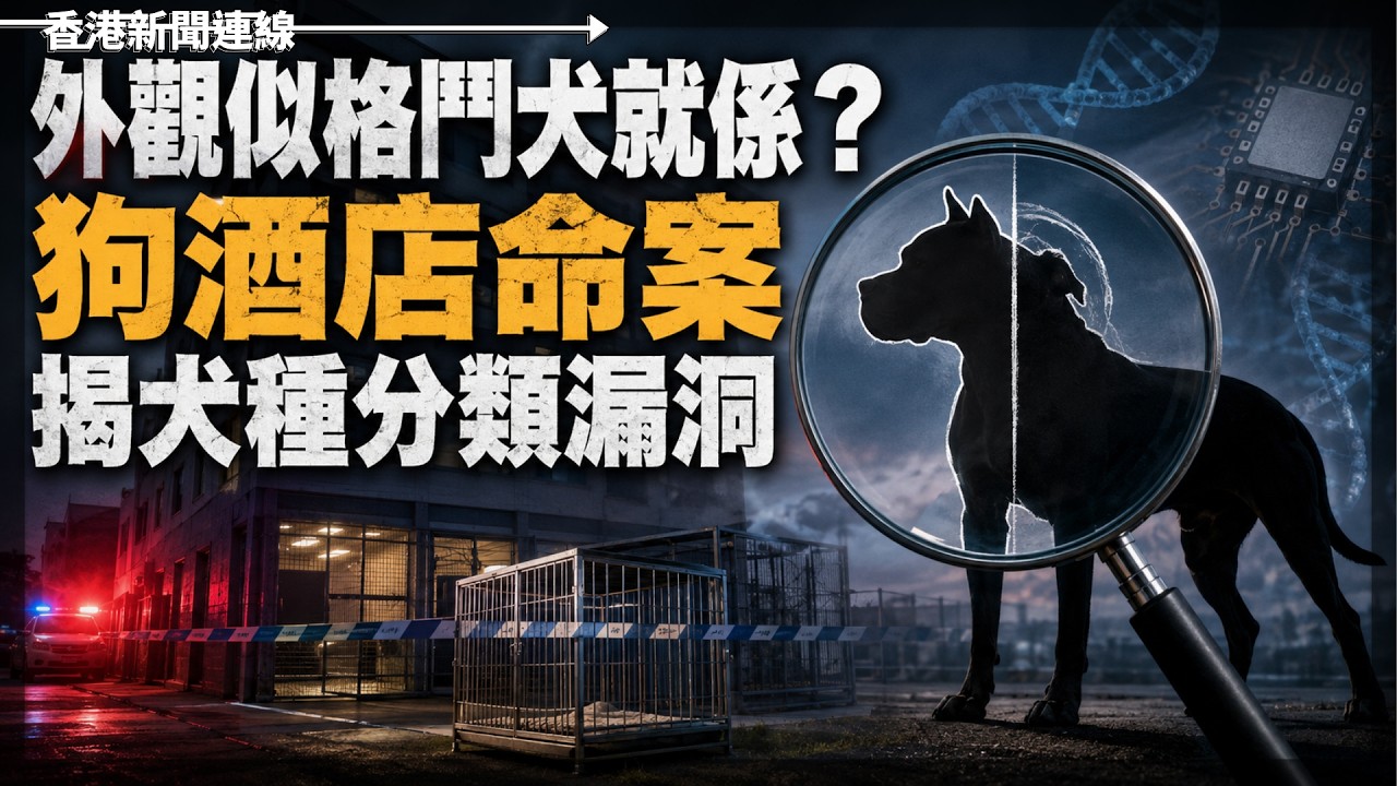 外觀似格鬥犬就係？狗酒店命案揭犬種分類漏洞  2026-09-05《香港新聞連線》 縮圖