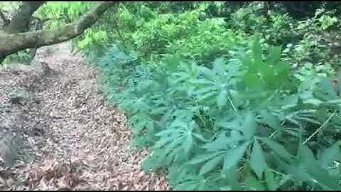 Ốc Nhồi Thanh Hà-Hải Dương: Trồng Thêm Sắn (Khoai Mì) Làm Thức Ăn Cho Ốc