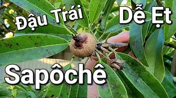 #227. Cách Kích Hoa Sapôchê Đậu Trái