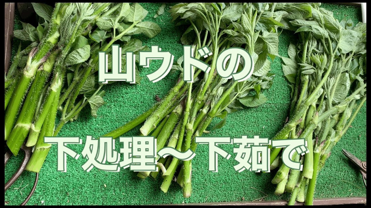 [葉から茎まで丸ごと美味しい！山ウドの下処理〜下茹で]葉も茎も柔らかいところは全て美味しく食べられます。根元が固くなっても葉先の新芽は柔らかい ...