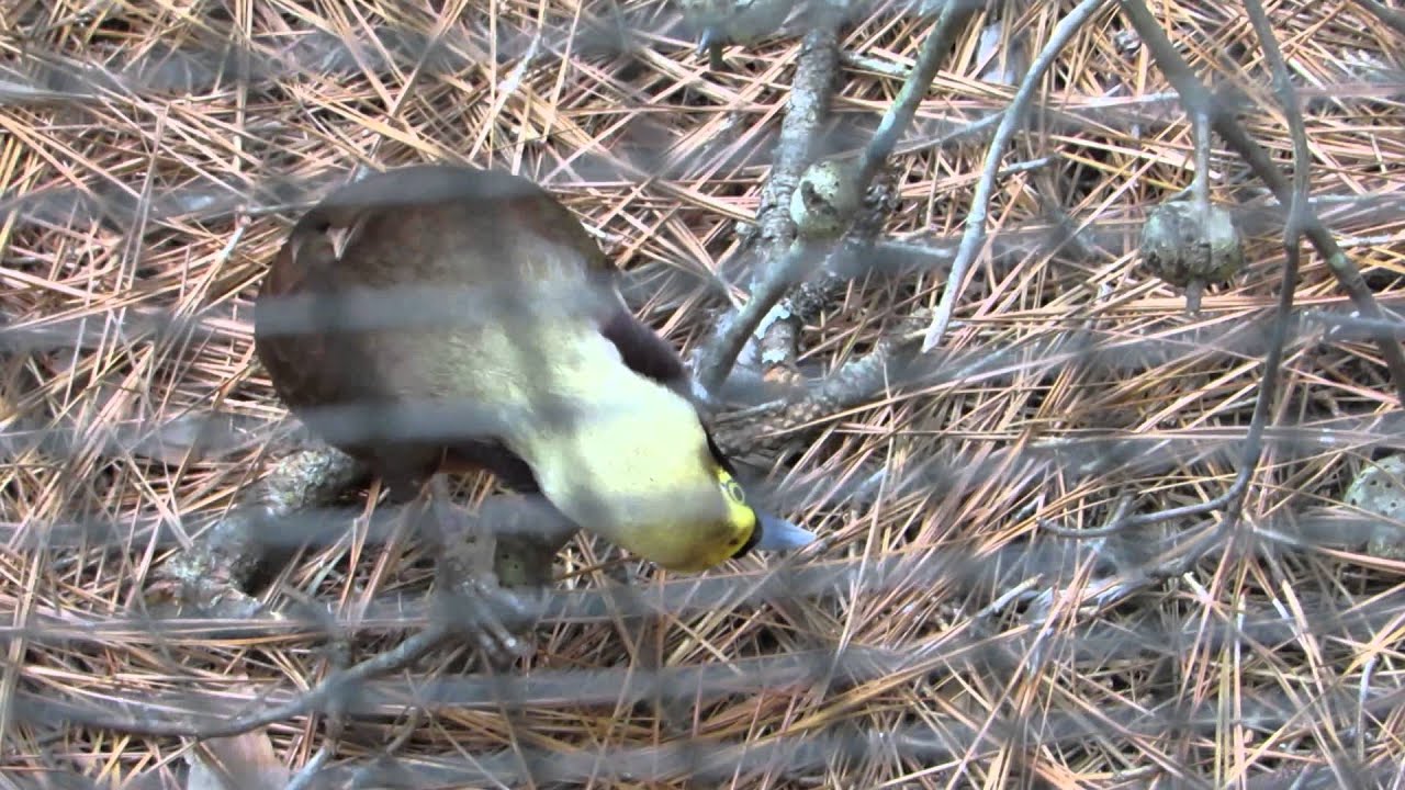 Raggiana Bird of Paradise Curious & Vocalizes Sylvan Heights Bird Park