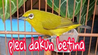 suara pleci dakun garut betina pancingan untuk pleci bahan agar cepat ngeriwik