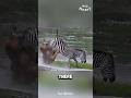 Why We Don T Ride ZEBRAS Why We Don T Ride ZEBRAS