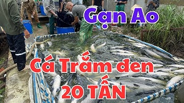 Gạn Ao Cá Trắm Đen 20 Tấn – Thu Về Hàng Trăm Triệu!