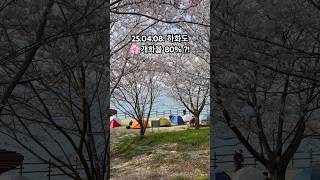 이번주 실시간 벚꽃 백패킹명소 하화도 개화율!!! 다음주가 🌸만개일듯??!! #백패킹 #벚꽃명소 #하화도