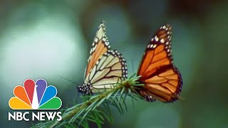 New efforts underway to protect dwindling monarch butterfly population