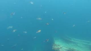 2022.07 Lots of Sergeant Major Fish around the Antilla Shipwreck, Aruba (Video #2)