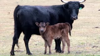 Dexter vs. Jersey For Dairy On The Homestead