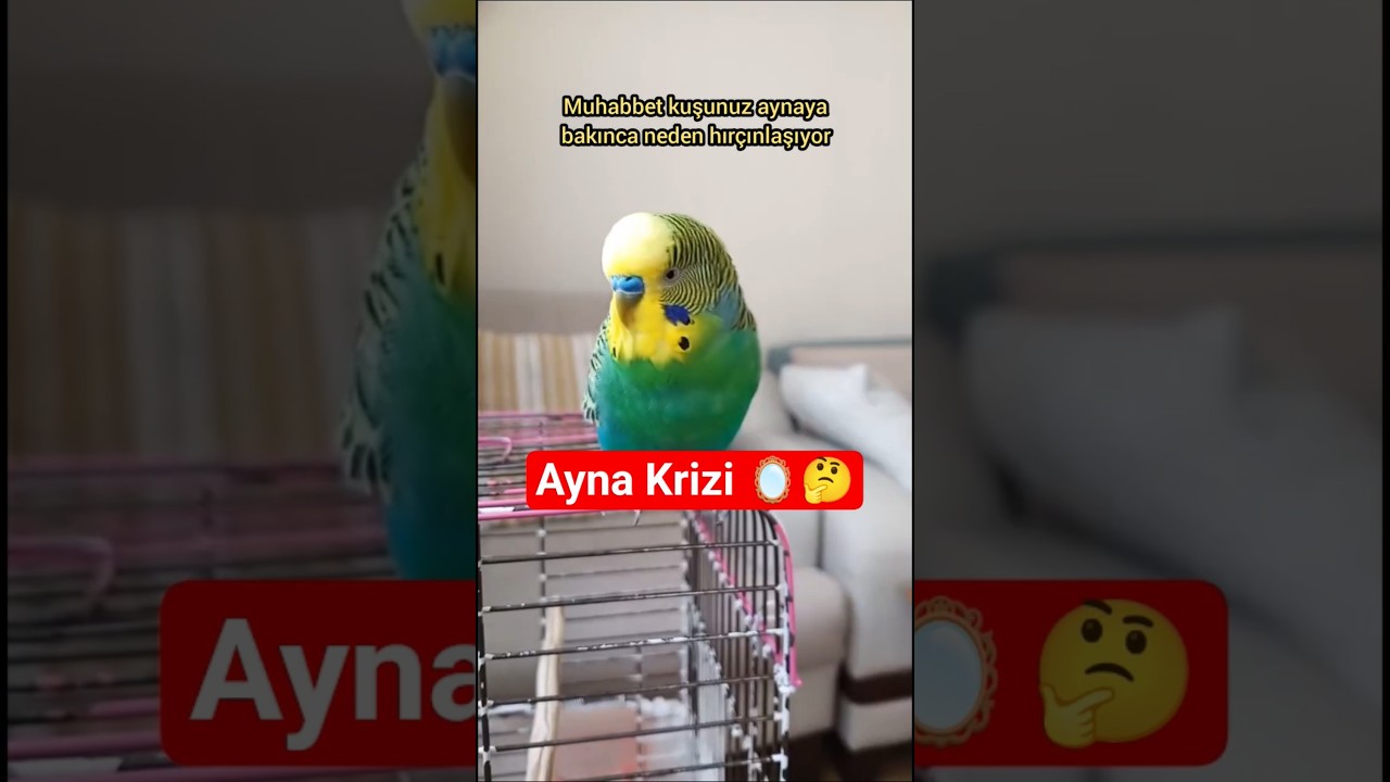 Muhabbet Kuşunuz aynaya nasıl tepki veriyor?  #muhabbetkuşu #birds #birdsong #parrot #budgies