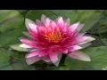 INESSA GALANTE (Aria&#39;s in Info) - Decor: Water lilies and Lotus flowers - HD full (wide) screen