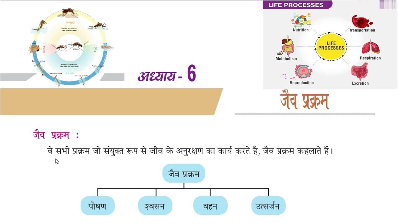 what-is-life-process-full-concept-youtube