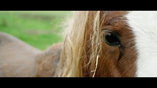 World Horse Welfare: ‘When does use become abuse?’ Annual Conference 2022 introduction film.
