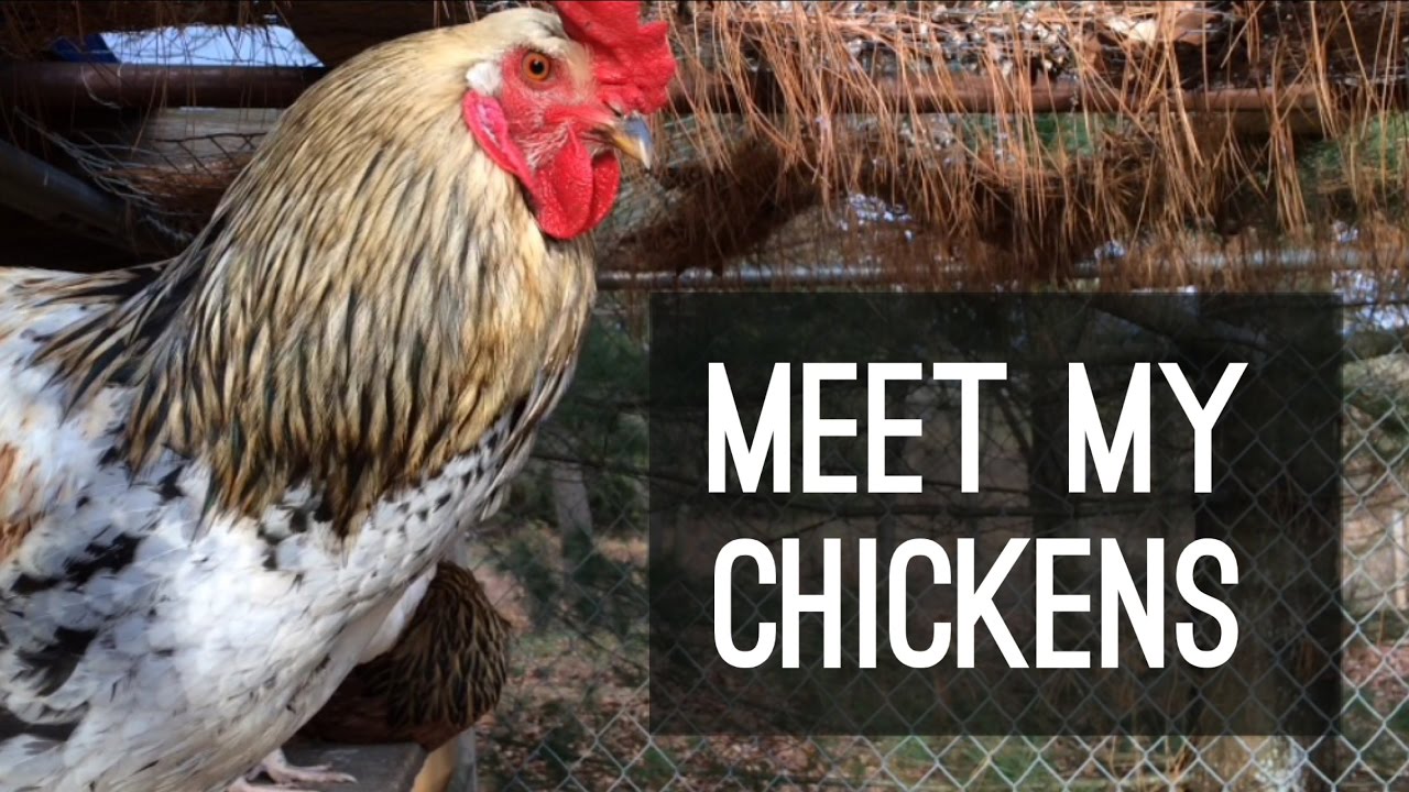 camera iphone 8 plus apk Meet My Chickens | Coop Tour