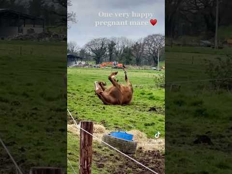 Video: Kan een gecastreerd paard een merrie drachtig maken?
