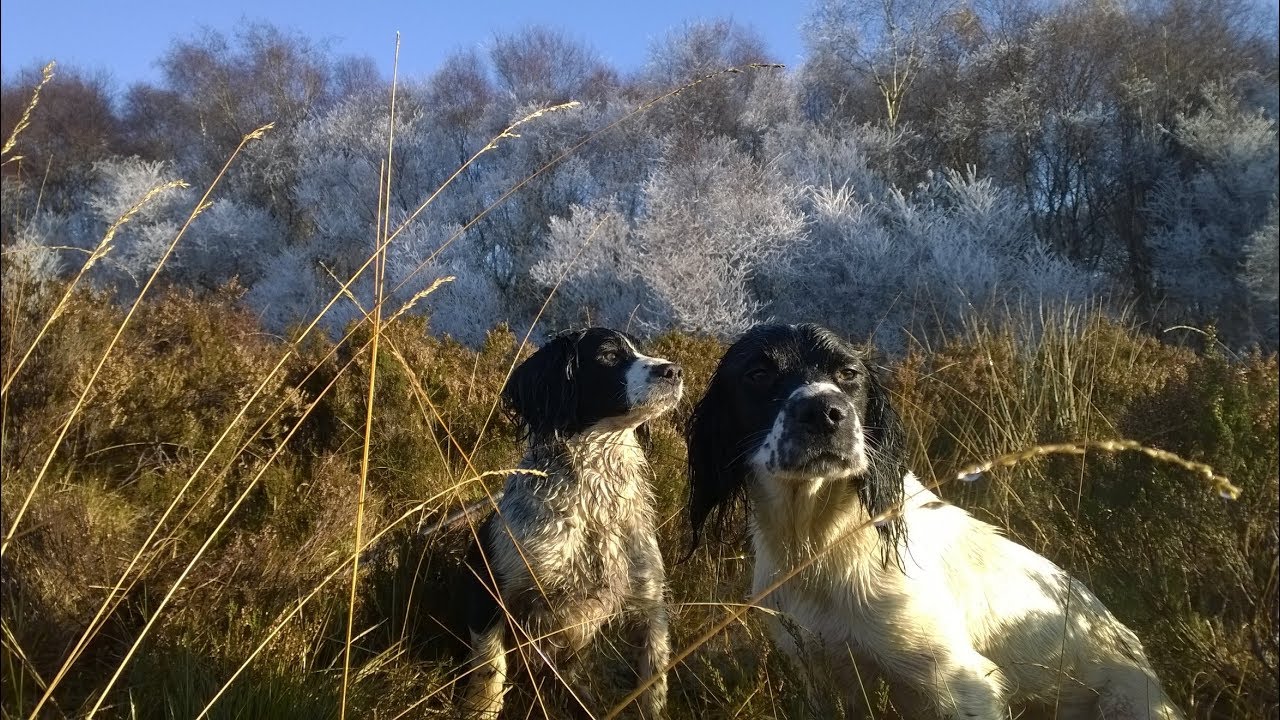 Woodcock hunting in Ireland, November 2017 YouTube