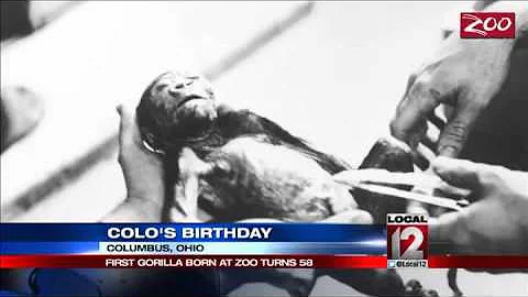 Oldest of zoo gorillas turns 58 at Ohio facility