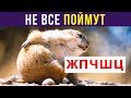 Приколы. ЖПЧШЦ | Мемозг #184