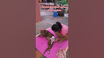 Thumbnail of ใส่แพมเพิสเเต่งตัวเตรียมตัวเข้านอนคะ#ซูซิหมาพิการเดินไม่ใด้#dog #doglife #doglover #patcare #shorts