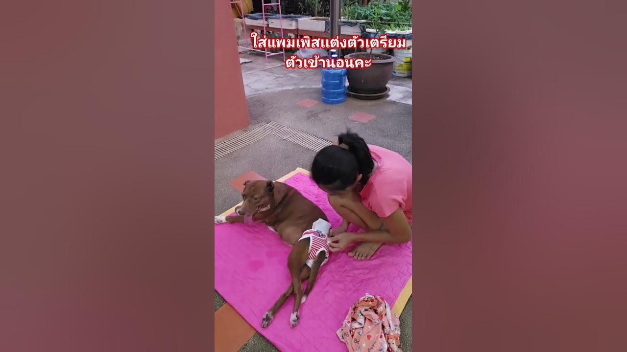 ใส่แพมเพิสเเต่งตัวเตรียมตัวเข้านอนคะ#ซูซิหมาพิการเดินไม่ใด้#dog #doglife #doglover #patcare #shorts ใส่แพมเพิสเเต่งตัวเตรียมตัวเข้านอนคะ#ซูซิหมาพิการเดินไม่ใด้#dog #doglife #doglover #patcare #shorts